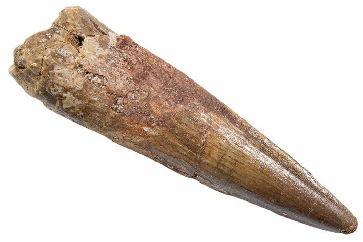 Bargain, Fossil Spinosaurus Tooth - Real Dinosaur Tooth #345582